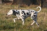 DALMATIEN 430